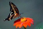 Butterfly by Mayur
