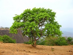 sudha
