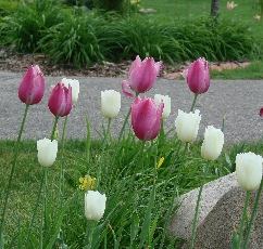 HollandMI